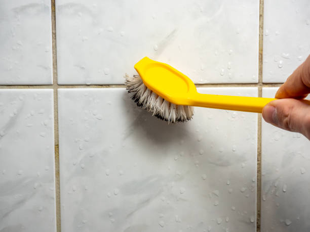 Professional Mold Removal in Melrose Park, IL