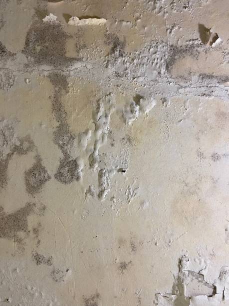 Best Toxic Mold Removal  in Melrose Park, IL
