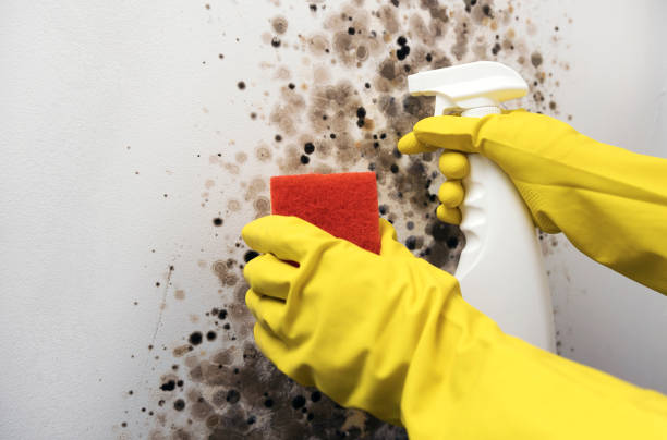 Best Attic Mold Removal  in Melrose Park, IL