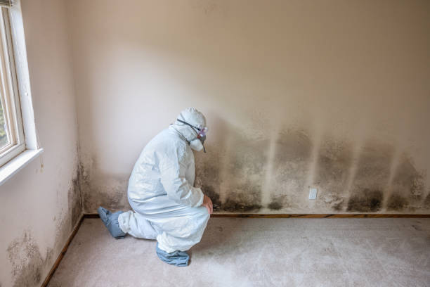 Mold Testing and Removal in Melrose Park, IL
