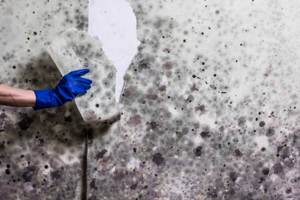 Best Commercial Mold Removal  in Melrose Park, IL